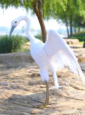 新品仿真白鹭羽毛园林橱窗创意装饰湿地水鸟动物模型教学摄影道