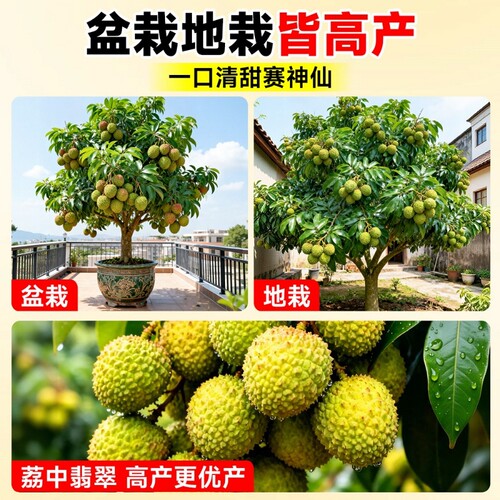 正宗观音绿荔枝树苗嫁接特大苗土球盆栽地栽南方果树当年结果庭院 - 图1