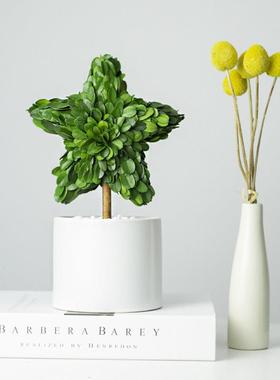 永生植物|幸运星 氛围感摆件家居饰品客厅电视酒柜装饰品简约现代