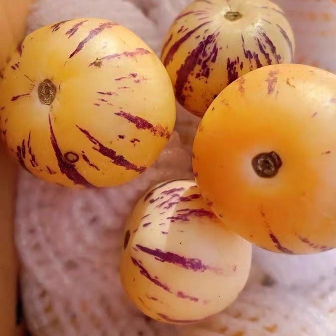 云南石林人参果5斤树上熟鲜果新鲜人参果七彩黄肉圆果人生果包邮,淘宝优惠券,粉丝福利购,淘宝优惠卷