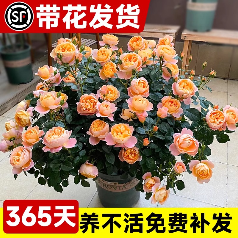 果汁阳台月季花苗四季开花卉盆栽绿植物室内花易活玫瑰带花苞庭院 - 图1