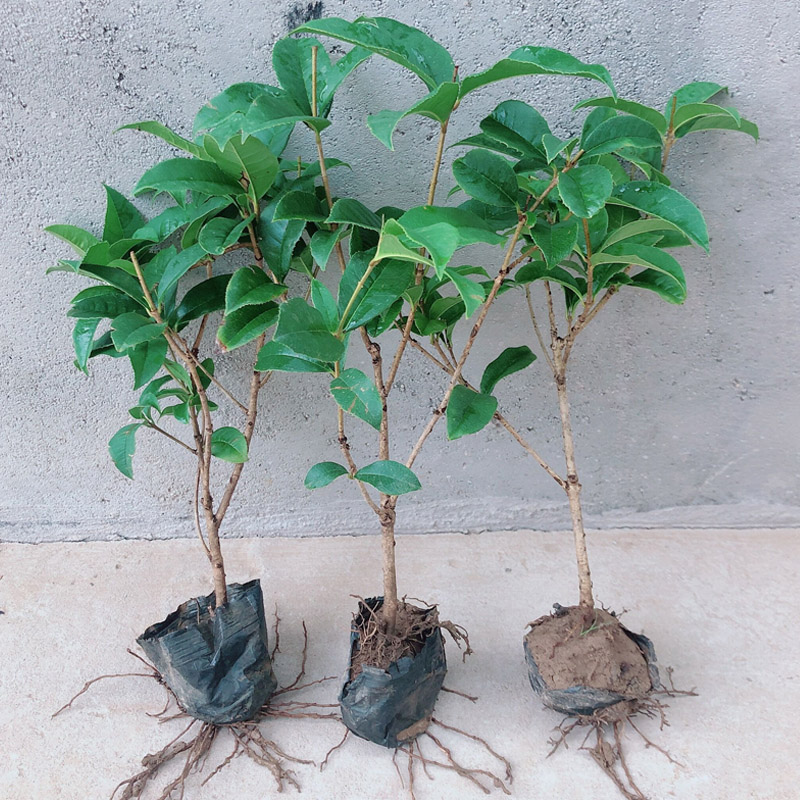 四季桂花盆栽阳台室内桂花树苗庭院浓香花卉植物老桩四季常青盆景 - 图2