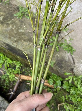 极速手工竹条子竹枝条装饰造景家用教鞭藤条竹鞭天然传.统打人戒