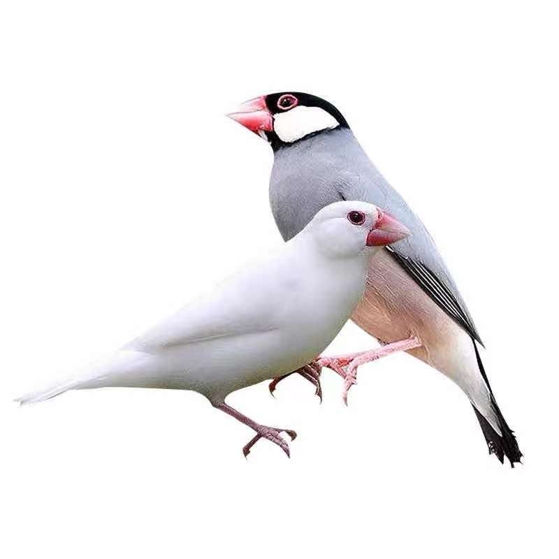 极速七彩文鸟活体小型宠物鸟观赏鸟珍珠鸟活物灰白U文鸟活体送鸟,淘宝优惠券,粉丝福利购,淘宝优惠卷