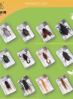 热卖畅销景区玩具新款4.5cm真实昆虫标本透明亚克力琥珀摆件