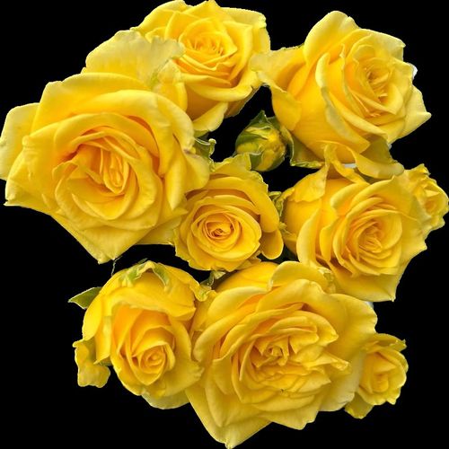 苏格兰奶油玫瑰花月季花苗浓香切花盆栽四季灌R木庭院阳台花驱蚊 - 图2