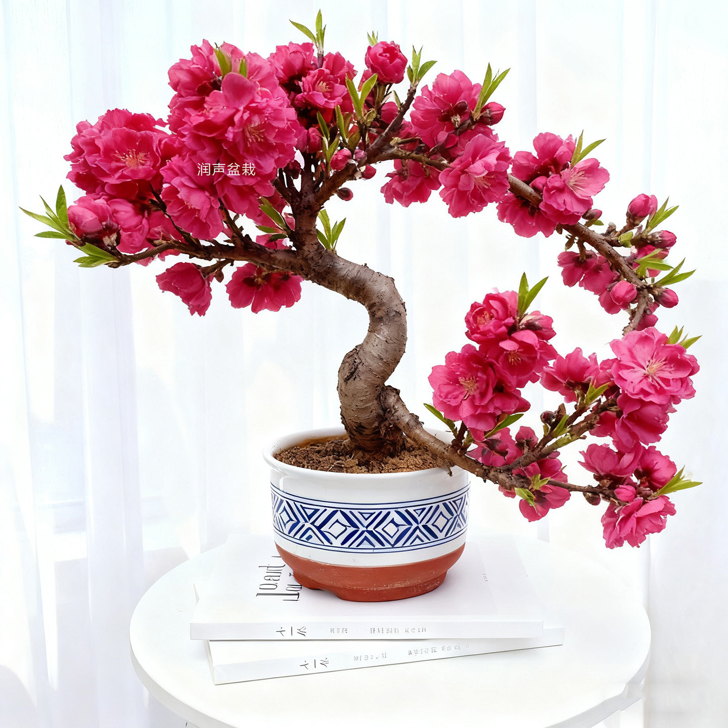 寿星桃盆景重瓣寿心桃梅花盆栽8年老桩Ｓ型造型盆景耐寒桃花树苗,淘宝优惠券,粉丝福利购,淘宝优惠卷