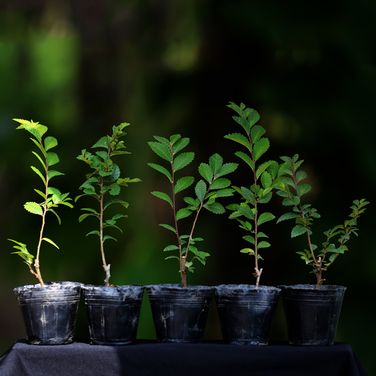 新品稀有日本进口荒皮榆榉扦插苗爆皮榆树小苗素材微型盆景造型苗 - 图1