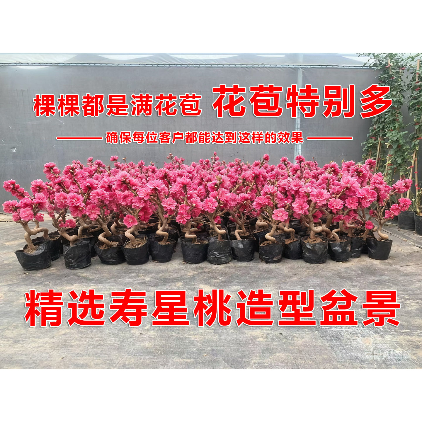 寿星桃盆景重瓣寿心桃梅花盆栽8年老桩Ｓ型造型盆景耐寒桃花树苗,淘宝优惠券,粉丝福利购,淘宝优惠卷
