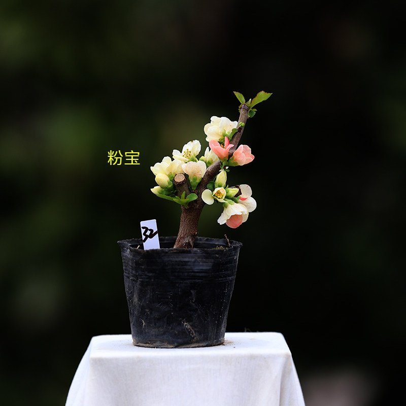 精品日本原生粉宝出锦长寿宝海棠花小叶东洋锦复色长寿梅微型盆景,淘宝优惠券,粉丝福利购,淘宝优惠卷