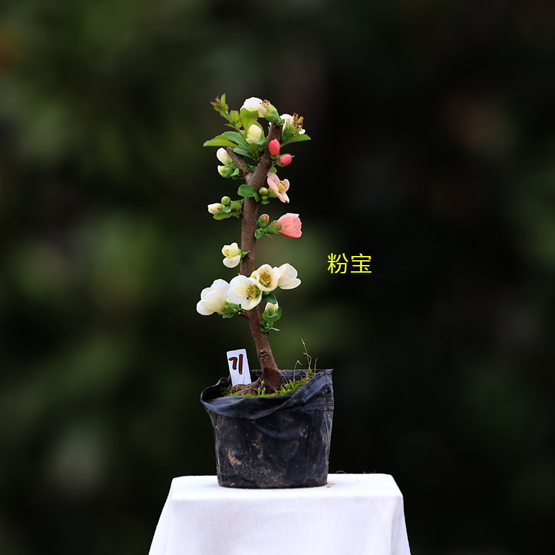 精品日本原生粉宝出锦长寿宝海棠花小叶东洋锦复色长寿梅微型盆景,淘宝优惠券,粉丝福利购,淘宝优惠卷