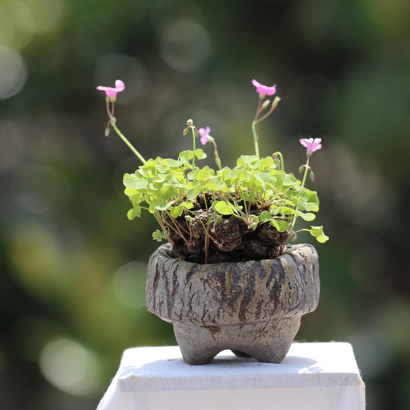 三叶草老桩盆景盆栽红花酢浆草种球多年生幸运草掌上微型拇指盆景,淘宝优惠券,粉丝福利购,淘宝优惠卷