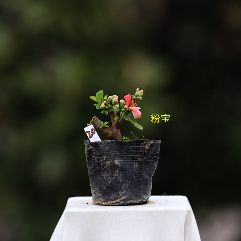 精品日本原生粉宝出锦长寿宝海棠花小叶东洋锦复色长寿梅微型盆景,淘宝优惠券,粉丝福利购,淘宝优惠卷