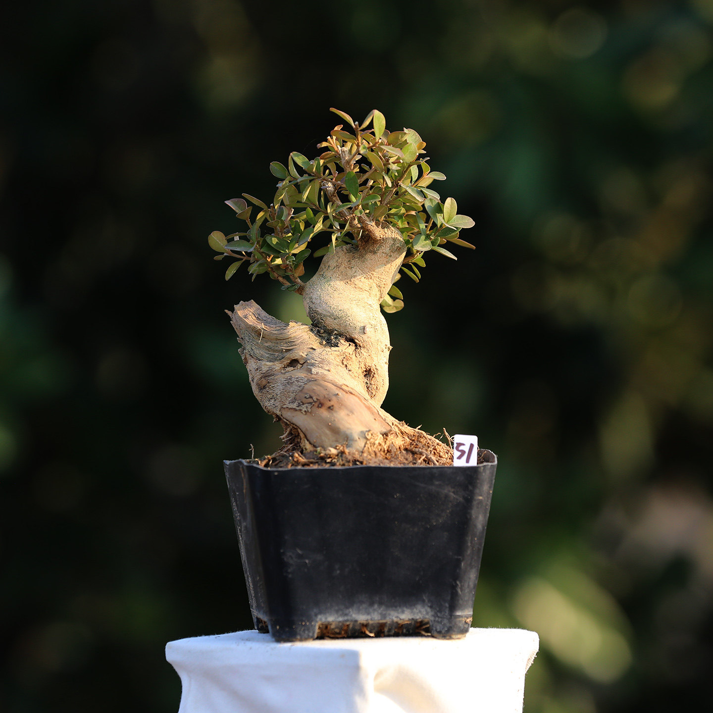 高端白皮瓜子黄杨造型盆景盆栽精品名贵黄杨树矮霸盆景大老桩客厅,淘宝优惠券,粉丝福利购,淘宝优惠卷