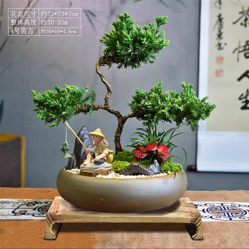 S造型迎客松真柏盆栽室内客厅好养办公室高端盆景绿植四季常青 - 图1