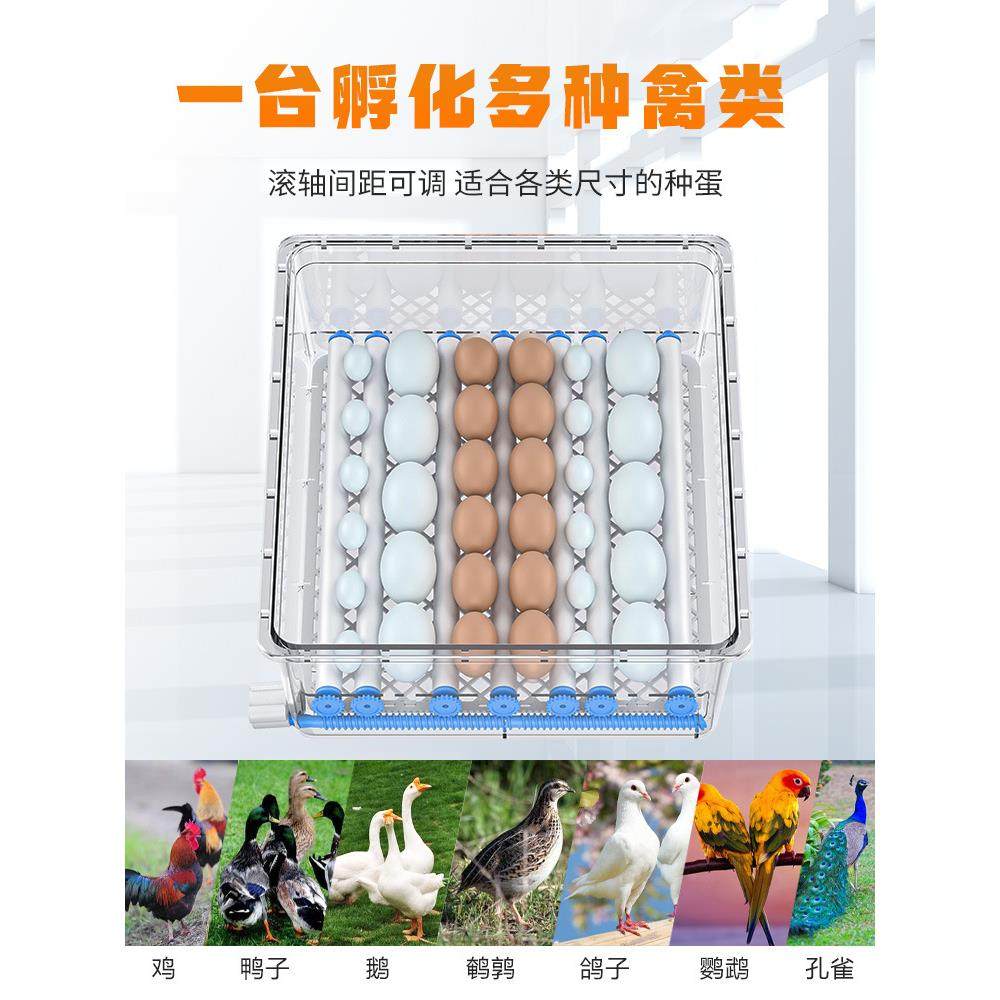 孵化温控器观察鸡苗小型家用鸟类机全自动小鸡儿童芦丁,淘宝优惠券,粉丝福利购,淘宝优惠卷