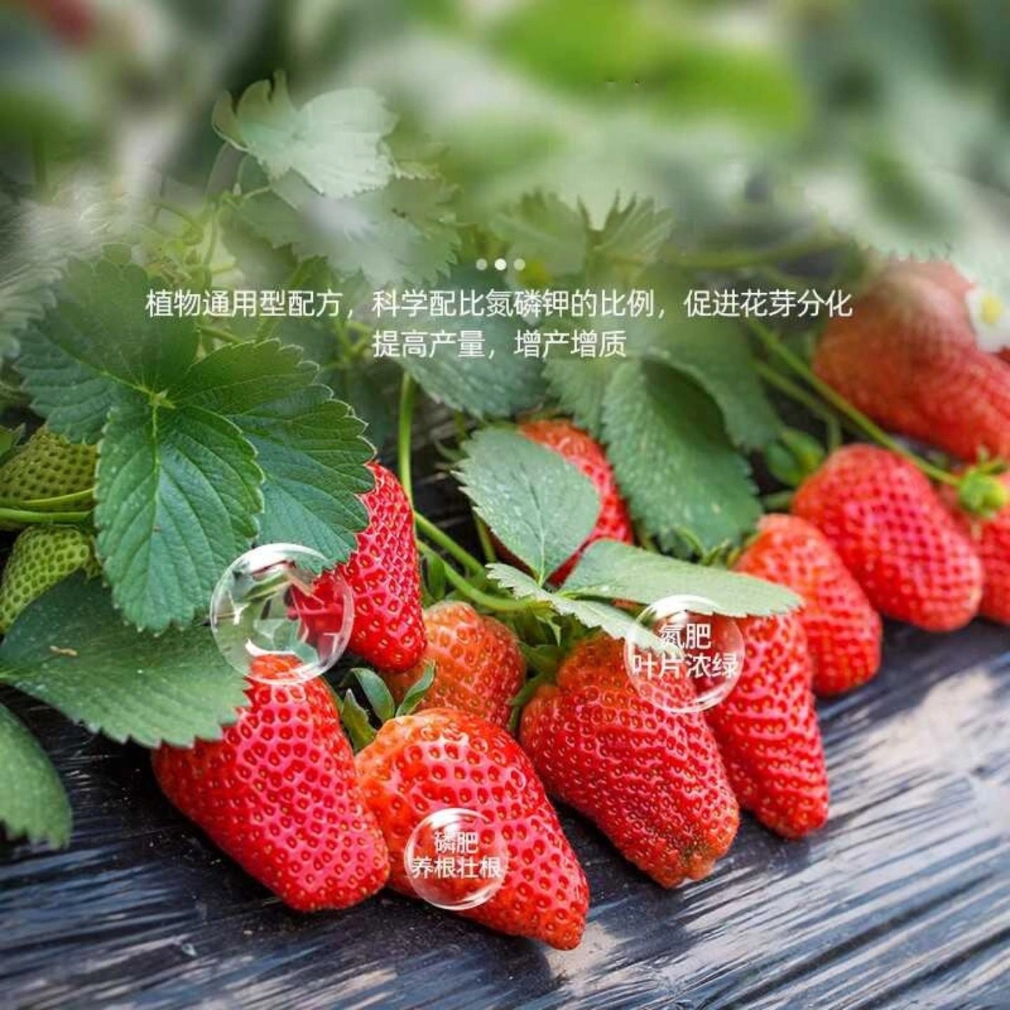 芽动力羊粪腐熟发酵有机肥天然农家花卉蔬菜通用肥料盆栽基肥通用,淘宝优惠券,粉丝福利购,淘宝优惠卷