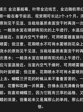 极速名盆物栽金边蝴蝶兰花苗贵金边蔓越莓卉植P室内客厅壮苗室内