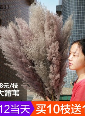 新品INS本色芦苇干花花束灰色蒲A苇超大蓬松1.4米婚庆摄影客厅落