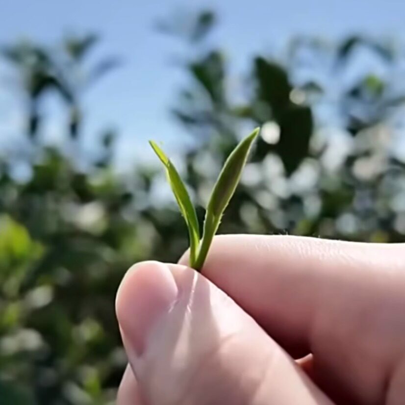 【2026新茶预约】苏州西山明前群体小叶种碧螺春茶叶！,淘宝优惠券,粉丝福利购,淘宝优惠卷