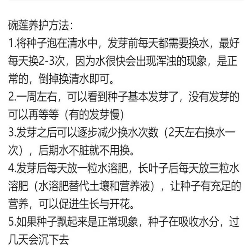 室内宛连碗莲四季开花水培植物睡莲荷花盆栽水生水养花卉植物种子 - 图1