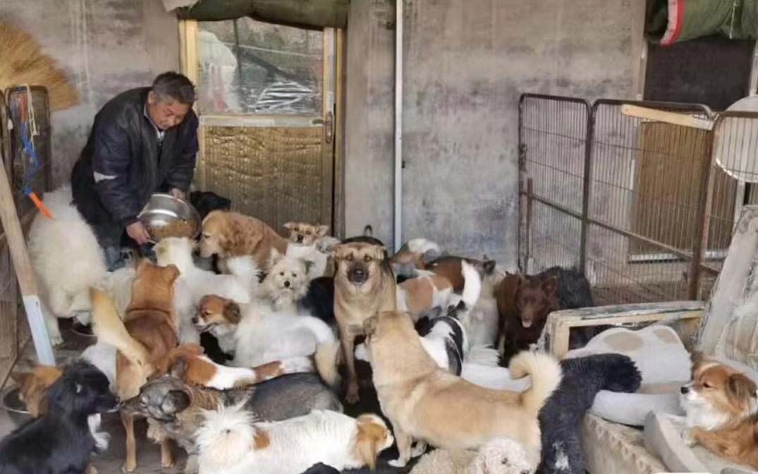 建设家园（流浪救助）爱心投喂善款用于小猫小狗食物和遮风避雨11 - 图3