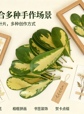 新鲜鸭脚木叶片DIY材料包