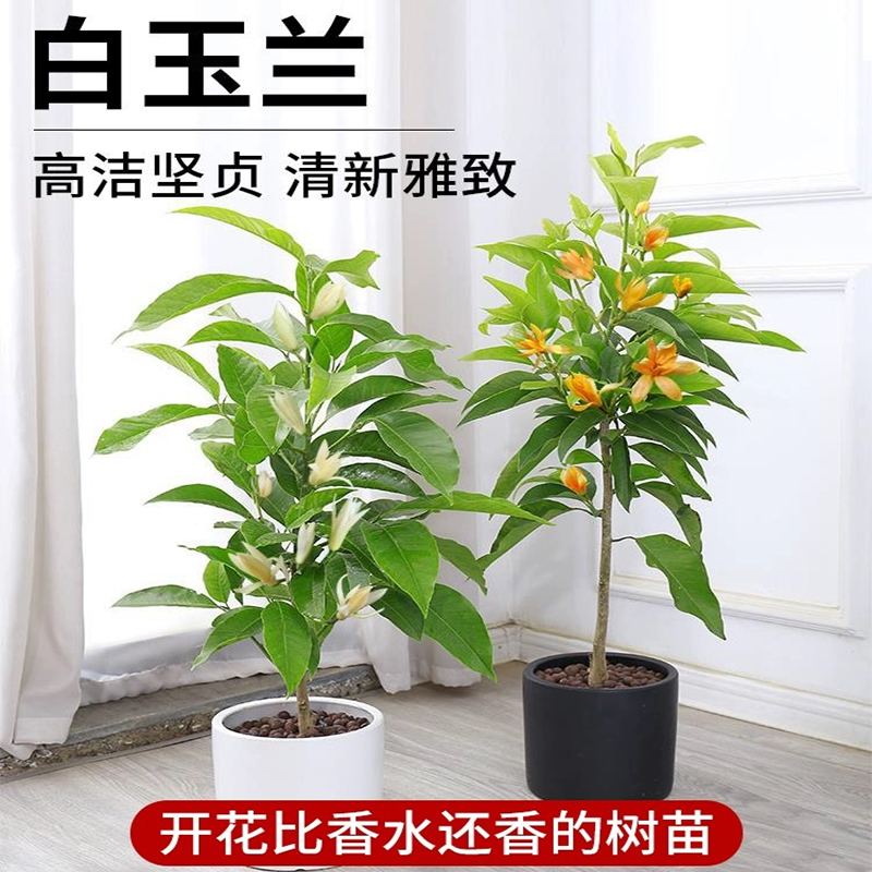 白玉兰树苗黄角兰盆栽四季开花大老桩黄果兰苗带花苞阳台庭院植物