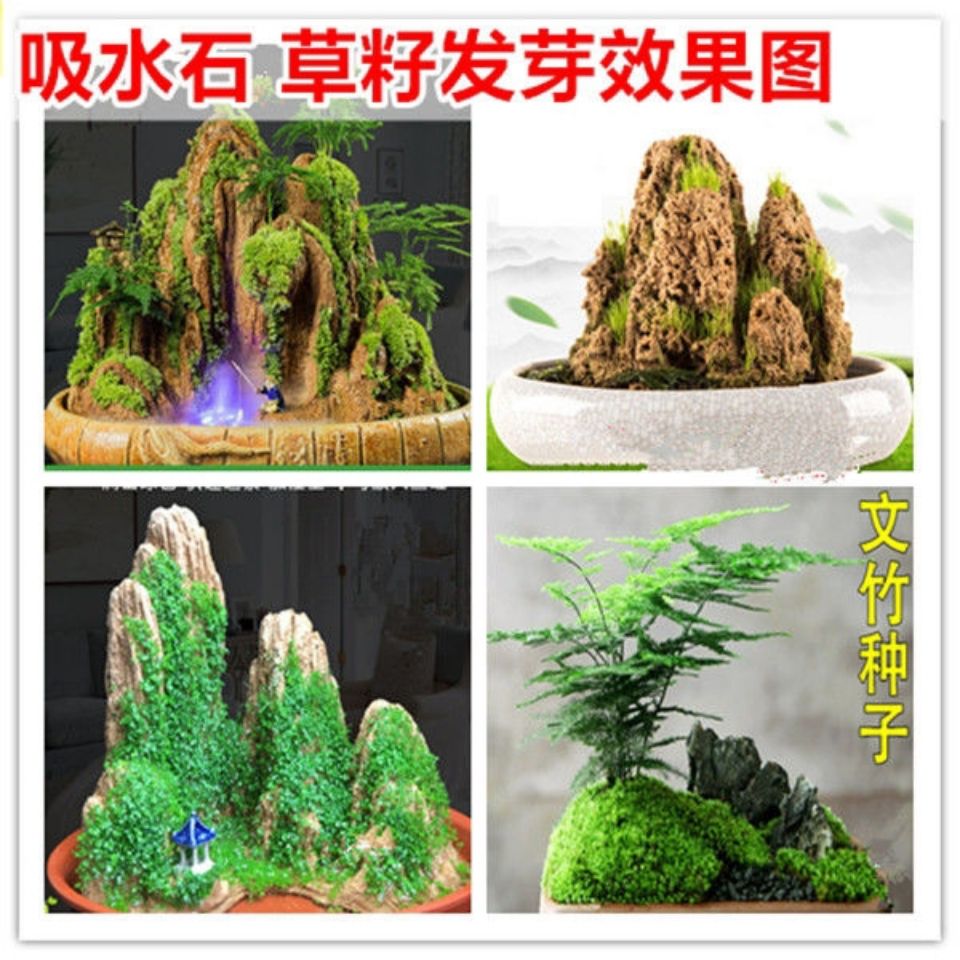 假山植物附石草 造景四季假山造景珍珠草盆景草籽吸水石专室内 - 图3