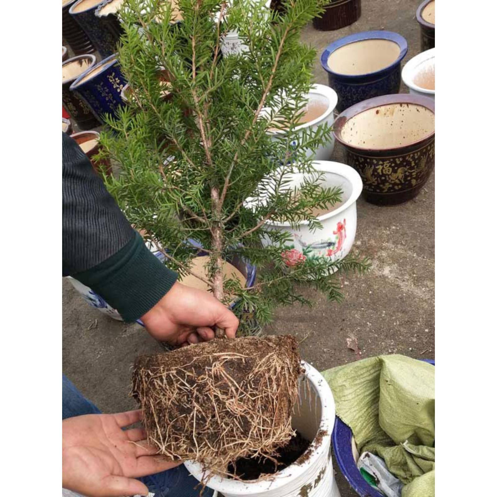 耐寒正宗东北红豆杉树苗大树绿植花卉盆栽盆景植物室内好养红豆彬-图0