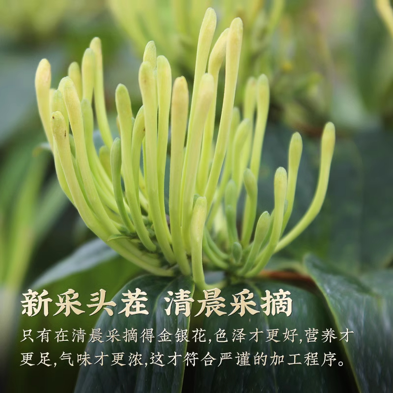 金银花正品官方旗舰店野生特级金银花茶干花中药材山银花洗澡婴儿