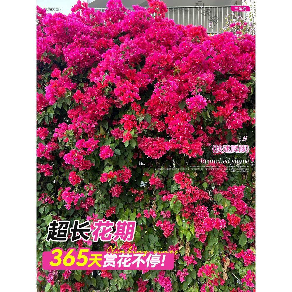 爬藤三角梅盆栽绿樱红樱老桩带花发货阳台庭院花卉绿植物四季常青,淘宝优惠券,粉丝福利购,淘宝优惠卷