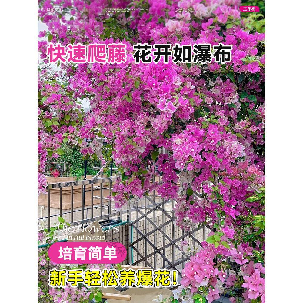 爬藤三角梅盆栽绿樱红樱老桩带花发货阳台庭院花卉绿植物四季常青,淘宝优惠券,粉丝福利购,淘宝优惠卷