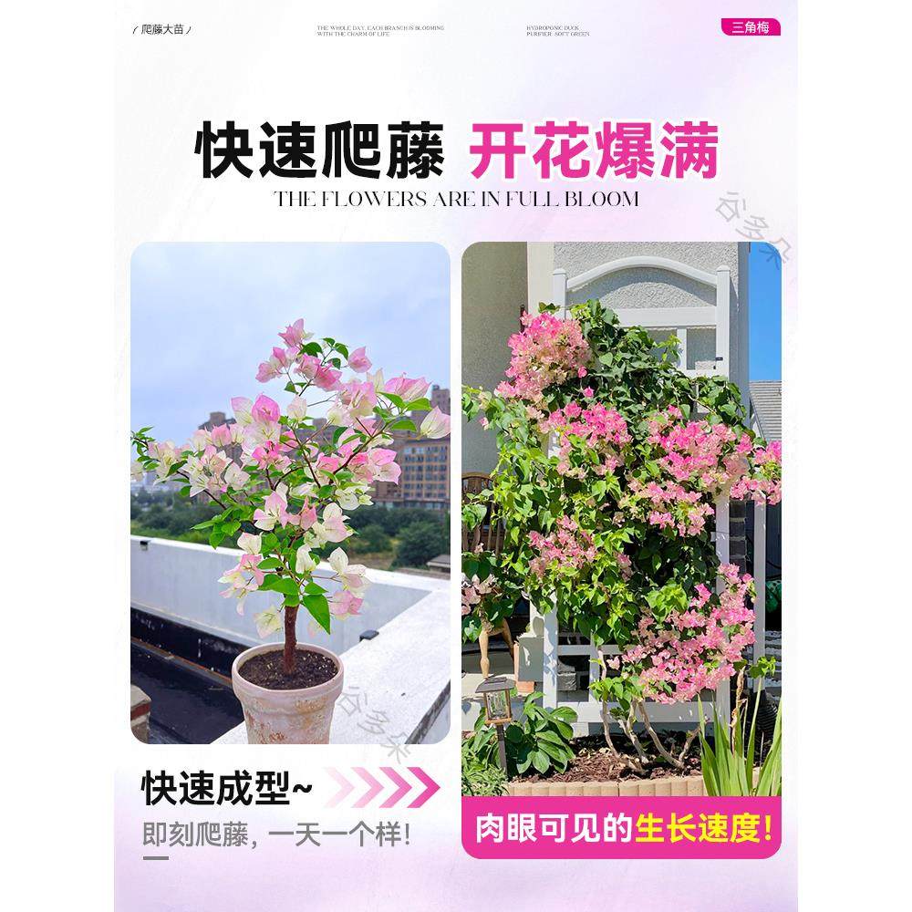 爬藤三角梅盆栽绿樱红樱老桩带花发货阳台庭院花卉绿植物四季常青,淘宝优惠券,粉丝福利购,淘宝优惠卷