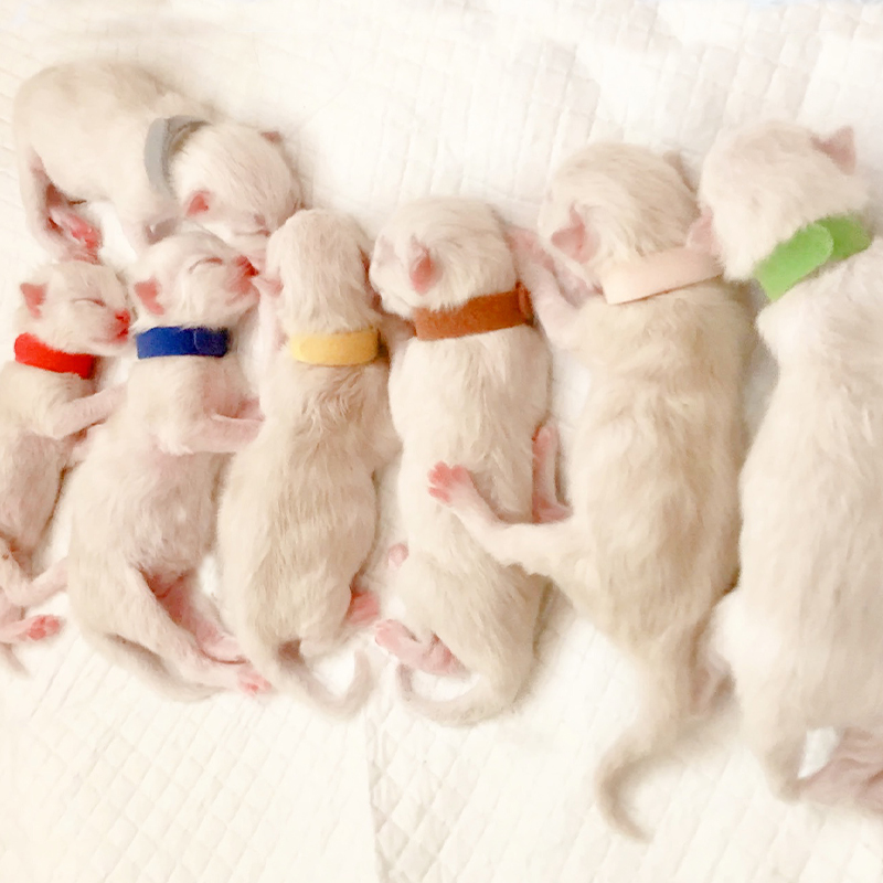宠物初生识别圈新生幼猫项圈小猫幼犬小狗出生识标记脖圈项圈颈环 - 图0