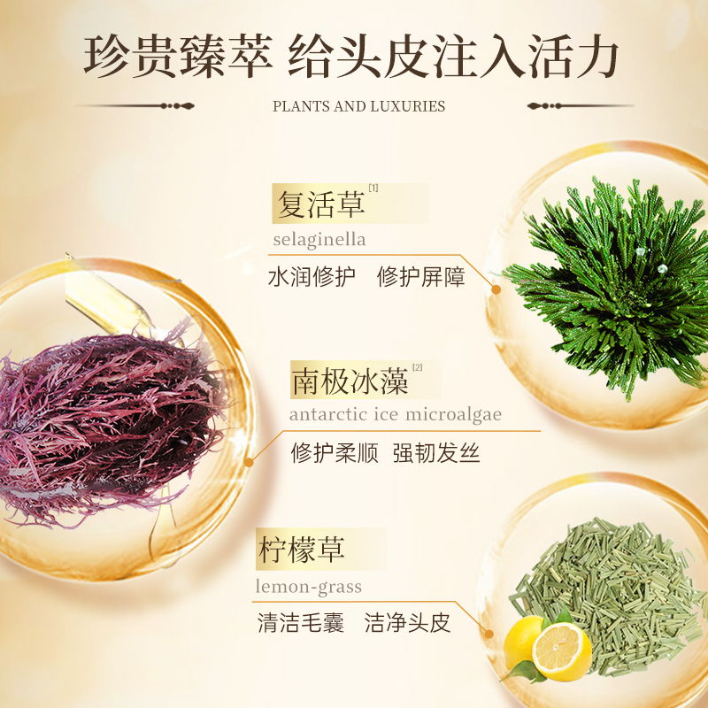 Plant voice植物语录白松露洗发露控油蓬松去屑止痒护发柔顺官网