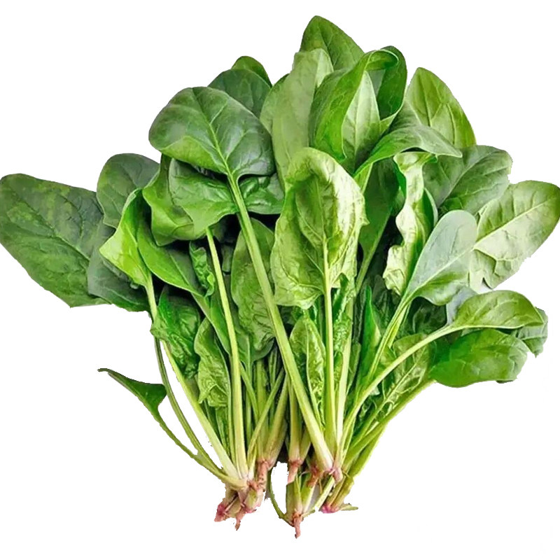 大叶菠菜种子红根菠菜籽种四季蔬菜种子秋播越冬青菜种子耐热耐寒