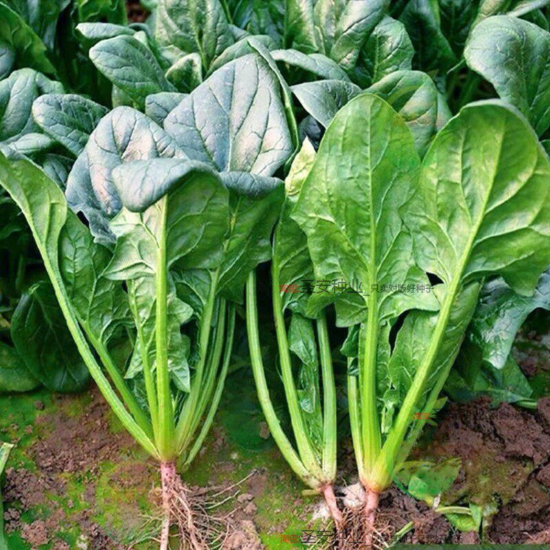 大叶菠菜种子红根菠菜籽种四季蔬菜种子秋播越冬青菜种子耐热耐寒
