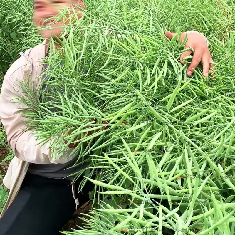 半冬性高产油菜籽种子杂交一代油菜种籽矮杆耐寒抗倒伏中早熟种植 - 图2