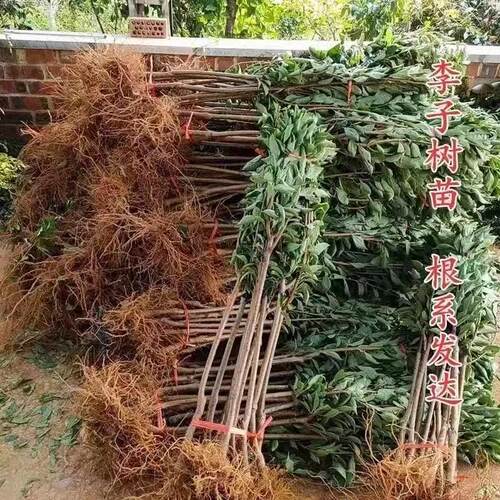 新品种晚熟李子树苗嫁接巨密黄金李子树苗特大脆甜耐寒李子树果苗 - 图2