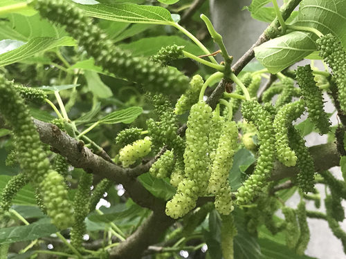 台湾四季长果白长果香金甚桑葚树苗嫁接果苗果树南北方种植盆栽大 - 图1