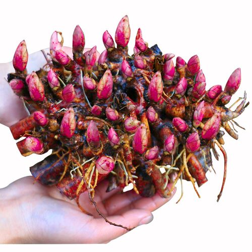 芍药花苗庭院花卉四季开花易活芍药根块带芽室内盆栽室外阳台植物 - 图3