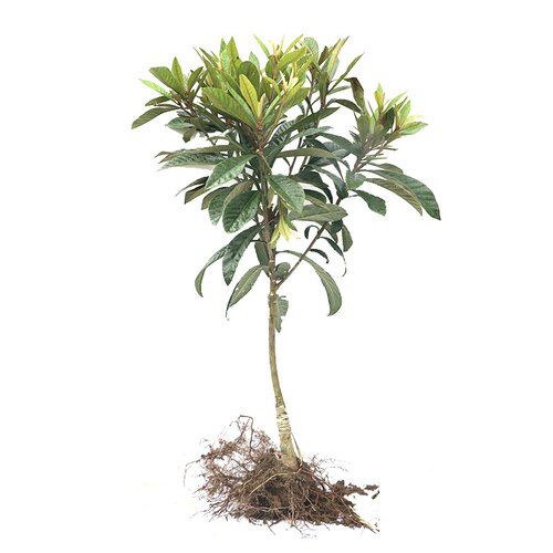 大五星枇杷苗树盆栽地栽特大南北方种植当年结果嫁接白沙枇杷树苗 - 图3