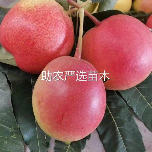 梨树果苗嫁接新品种红肉梨树苗红梨树苗梨树活苗南北方种植梨树果 - 图1