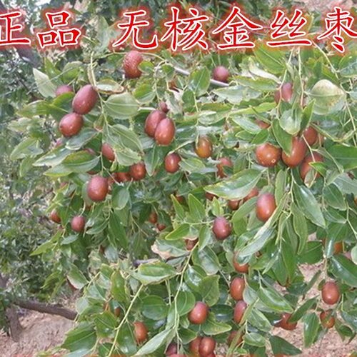 嫁接枣树苗特大无核金丝盆栽地栽南北方四季庭院种植活苗当年结果 - 图0