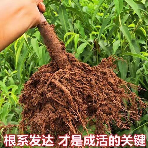 极早熟五月特大脆蜜桃树果苗嫁接冬桃苗耐寒种植南北方新品种桃树 - 图1