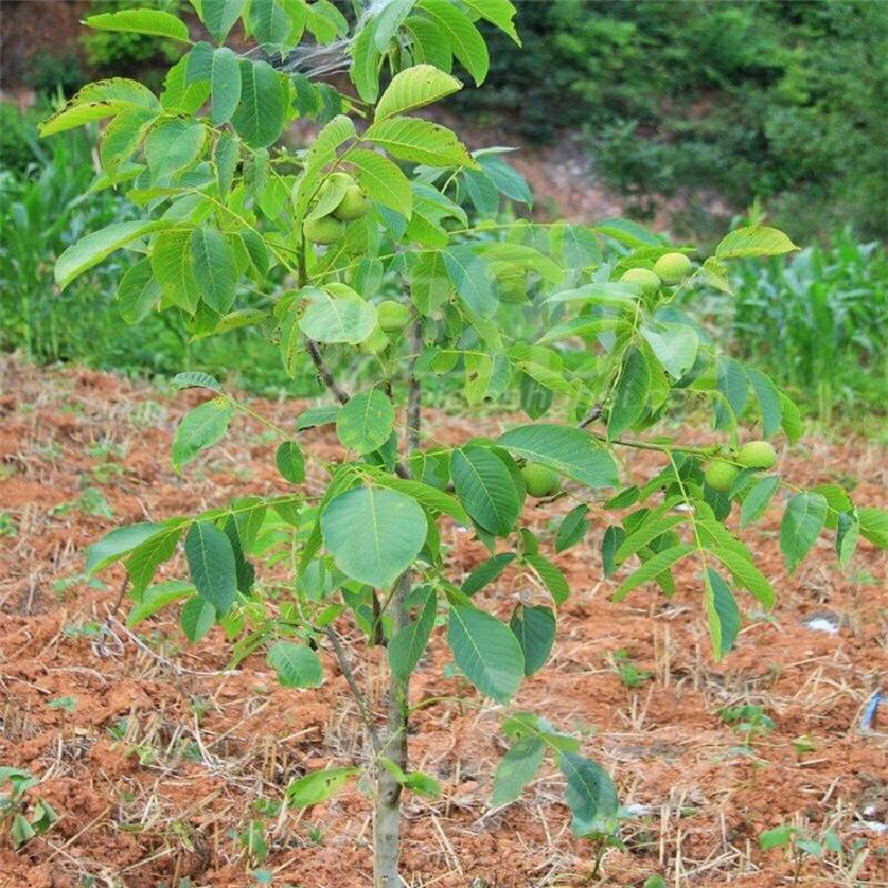 新疆阿克苏纸皮核桃 温185纸皮核桃苗 薄壳如纸 嫁接核桃树苗 - 图1