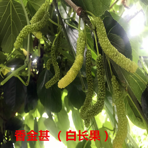 台湾四季长果白长果香金甚桑葚树苗嫁接果苗果树南北方种植盆栽大 - 图2