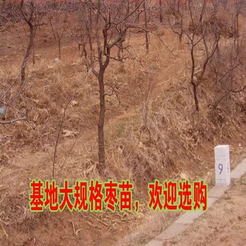 嫁接枣树苗特大无核金丝盆栽地栽南北方四季庭院种植活苗当年结果 - 图2