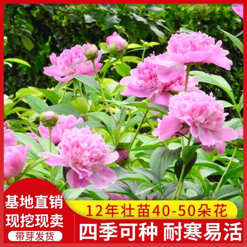 芍药花苗庭院花卉四季开花易活芍药根块带芽室内盆栽室外阳台植物 - 图1